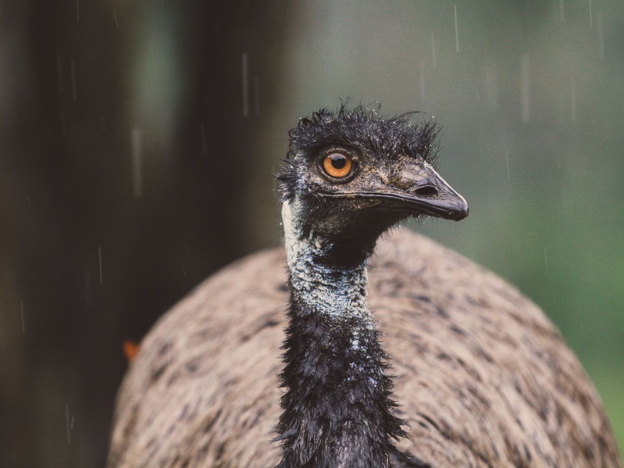 A detailed close-up of an emu with sharp feathers and penetrating eyes, captured in rainy weather.