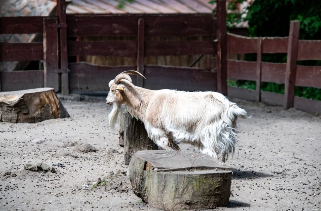 A goat standing on a wooden stump in a rural farm corral.