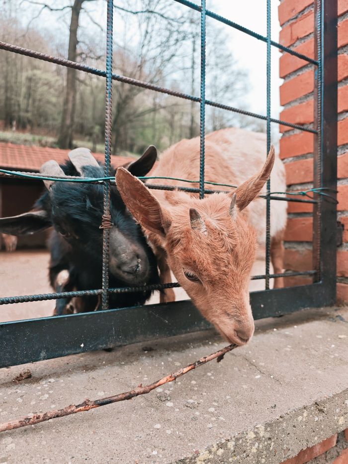 Two friendly goats peeking through a farm fence surrounded by nature.